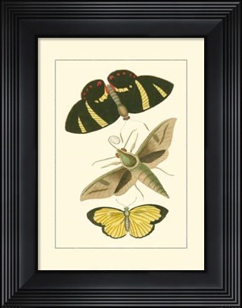 Framed Papillion II Print