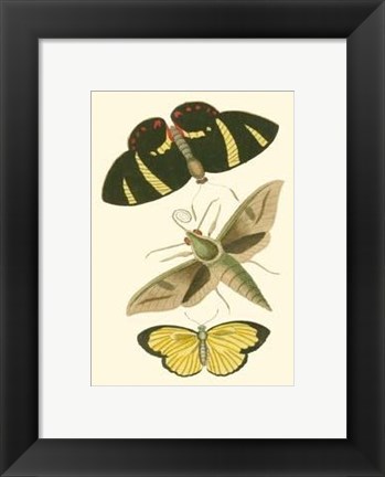Framed Papillion II Print