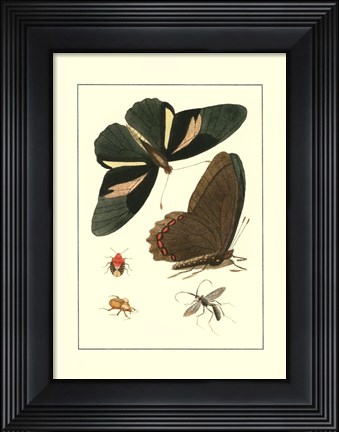 Framed Papillion III Print