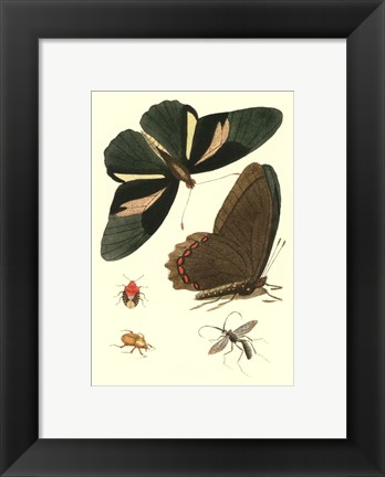 Framed Papillion III Print