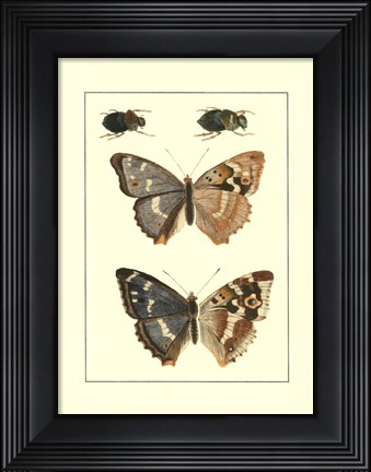 Framed Papillion IV Print