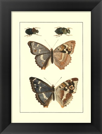 Framed Papillion IV Print