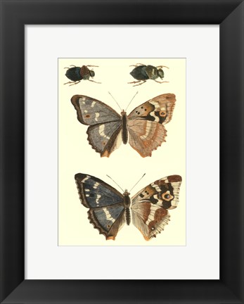 Framed Papillion IV Print