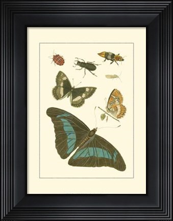 Framed Papillion V Print