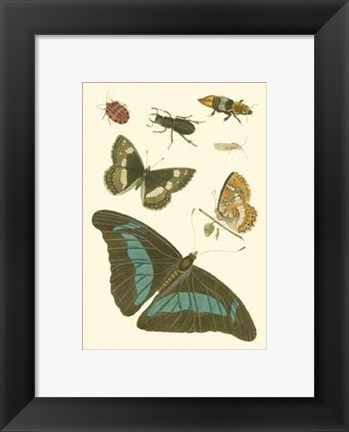 Framed Papillion V Print