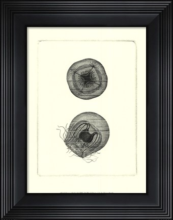 Framed Sepia Jellyfish Print