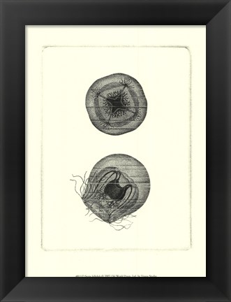 Framed Sepia Jellyfish Print