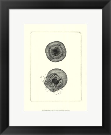 Framed Sepia Jellyfish Print