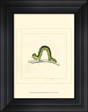 Framed Green Inchworm Print