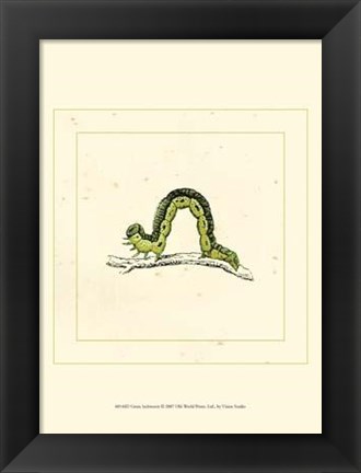 Framed Green Inchworm Print