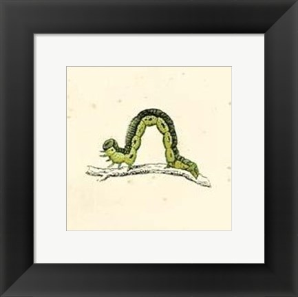 Framed Green Inchworm Print