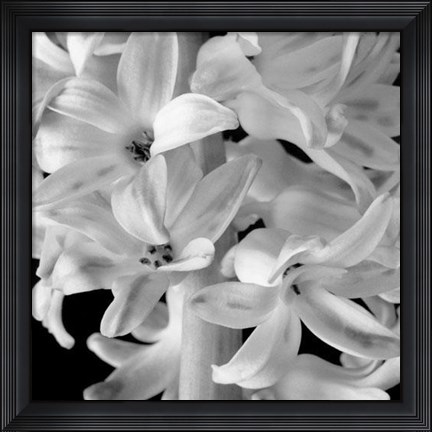 Framed Hyacinth Print