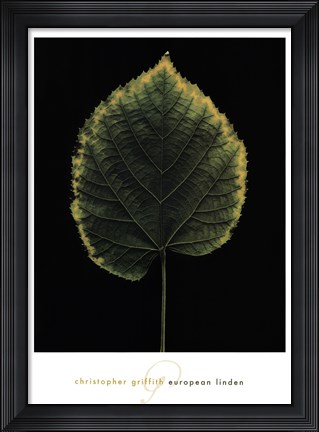Framed European Linden Print