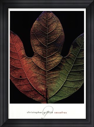Framed Sassafras Print