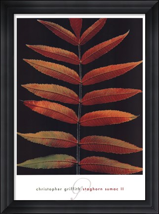 Framed Staghorn Sumac II Print
