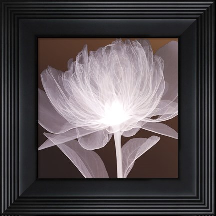 Framed Full Bloom Awakening Print