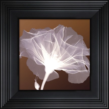 Framed Awaiting Bloom Print