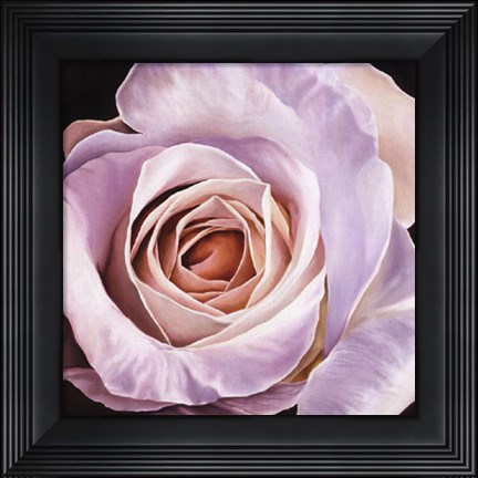 Framed White Rose At Dusk Print