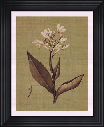 Framed Botanica Verde II Print