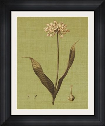 Framed Botanica Verde III Print