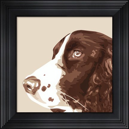 Framed Springer Spaniel Print