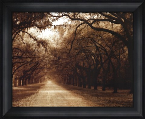 Framed Savannah Oaks I Print