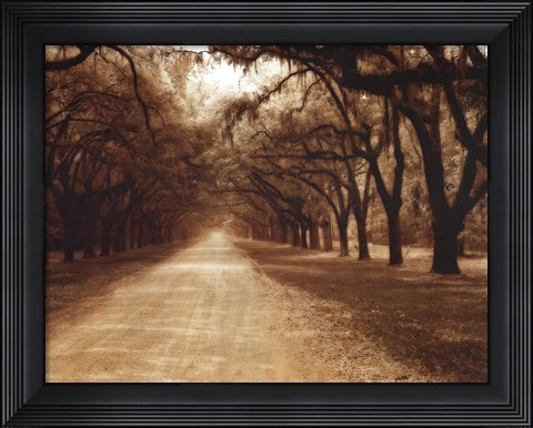 Framed Savannah Oaks II Print
