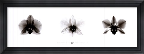 Framed X-Ray Orchid Triptych Print