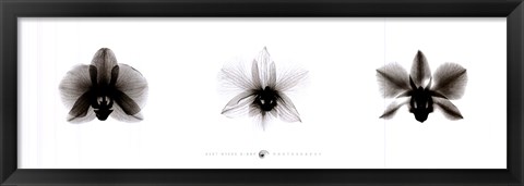 Framed X-Ray Orchid Triptych Print