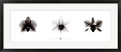 Framed X-Ray Orchid Triptych Print