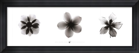 Framed X-Ray Frangipani Triptych Print