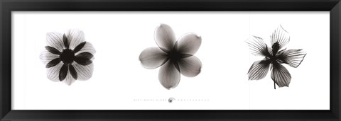 Framed X-Ray Frangipani Triptych Print