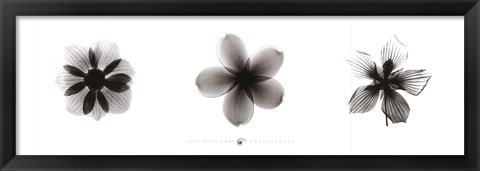 Framed X-Ray Frangipani Triptych Print