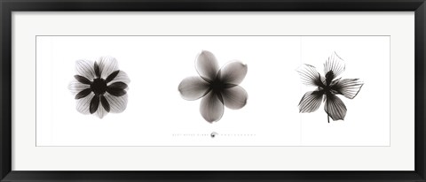 Framed X-Ray Frangipani Triptych Print