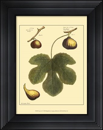 Framed Fig Leaf I Print