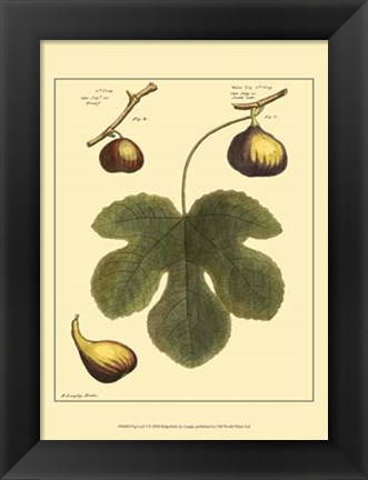 Framed Fig Leaf I Print
