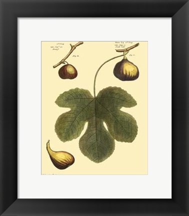Framed Fig Leaf I Print