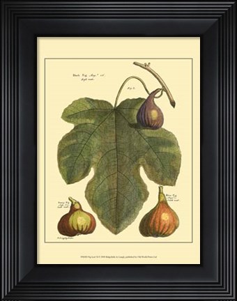 Framed Fig Leaf II Print