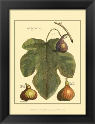 Framed Fig Leaf II Print