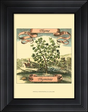 Framed Thyme Print