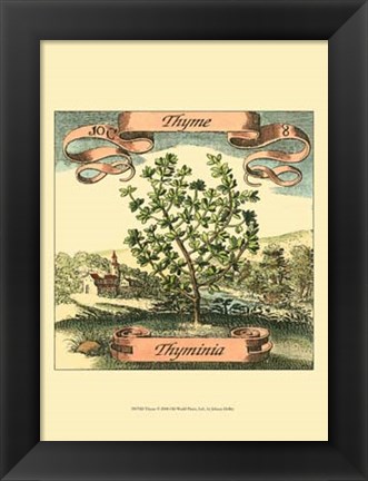 Framed Thyme Print