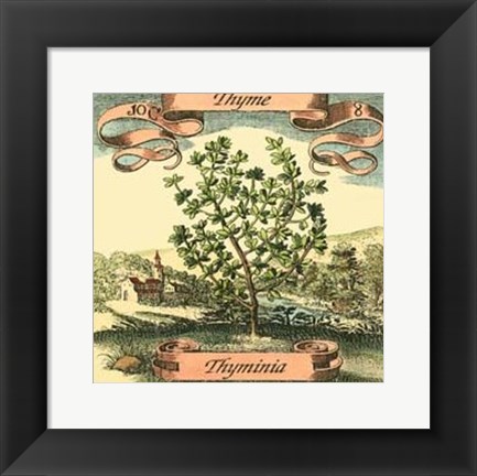 Framed Thyme Print