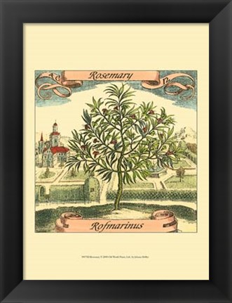 Framed Rosemary Print