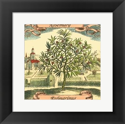 Framed Rosemary Print