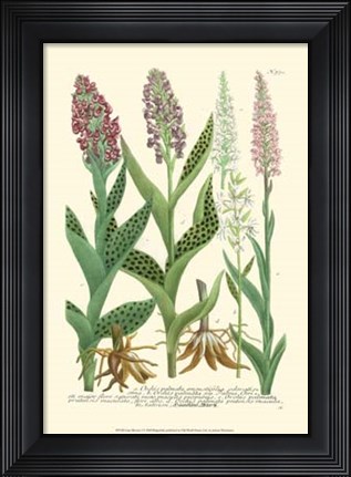 Framed Lilac Blooms I Print