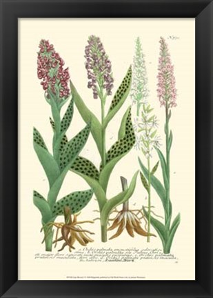 Framed Lilac Blooms I Print