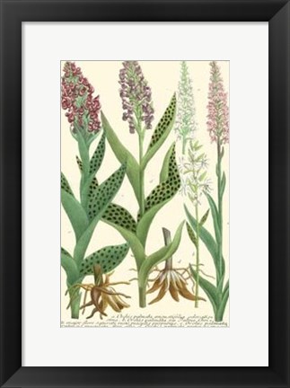 Framed Lilac Blooms I Print