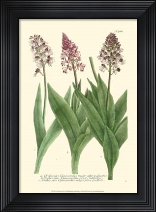 Framed Lilac Blooms II Print