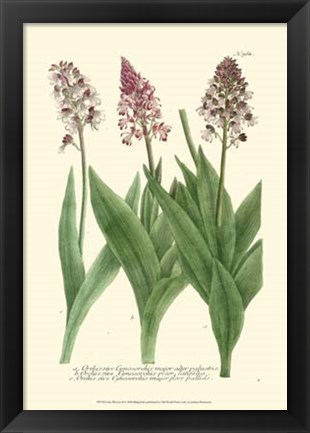 Framed Lilac Blooms II Print