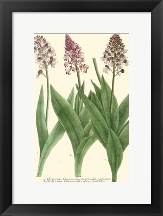 Framed Lilac Blooms II Print
